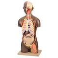 Eisco Model Unisex Torso African - 13 Parts AM0002AFU